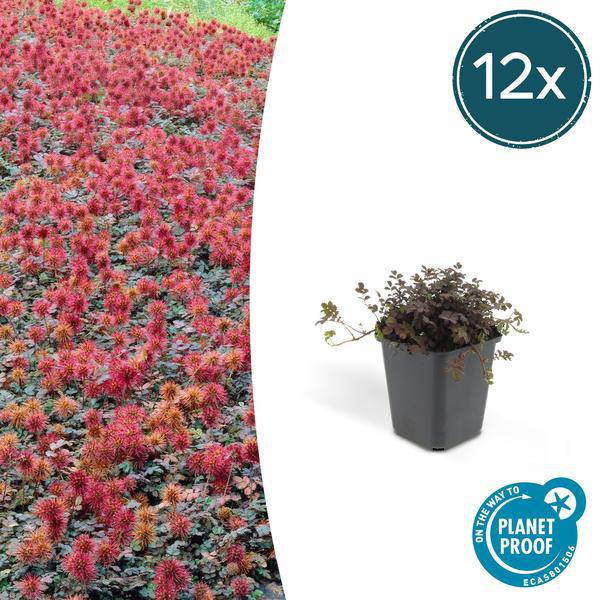 Braunrotes Stachelnüsschen – Acaena microphylla 'Kupferteppich' – Bodendecker – ↕10-25cm – Ø9cm – 12 Pflanzen