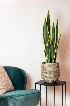Kunstpflanze Sansevieria Trifasciata – Frauenzunge 97cm – Täuschend echt & pflegefrei – Zeitloser Klassiker für Wohnung & Büro – Dekorative Kunst-Zimmerpflanze