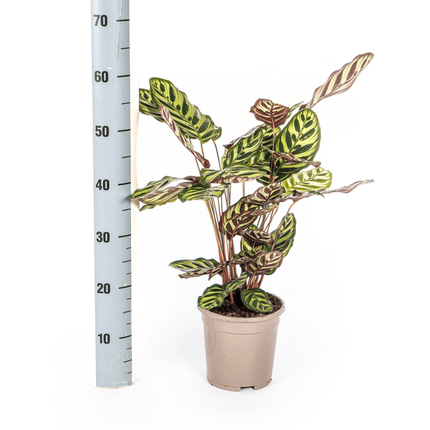 Calathea Makoyana Pfauen – Korbmaranthe – Zimmerpflanze Ø17cm – ca. 40-50cm hoch – Dekorative Blätter mit roter Unterseite