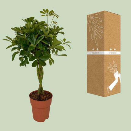 Strahlenaralie Schefflera Compacta Zimmerpflanze Ø19cm ↕80cm – pflegeleichte Grünpflanze für Wohnzimmer, Büro & helle Standorte kaufen