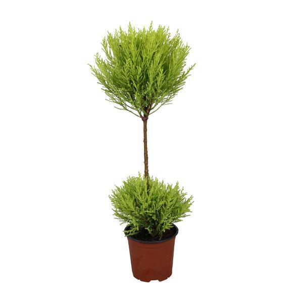 Zimmerzypresse – Cupressus Goldcrest Wilma – Ø14cm – ↕60cm – immergrüne Zierpflanze für Innen & Außen – pflegeleichte Kübelpflanze mit frischem Duft