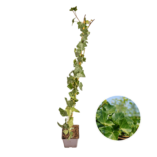 Hedera Hibernica Efeu – gestäbt – Höhe 80–100cm – Immergrüne Kletterpflanze für Hecke, Sichtschutz & Gartenbegrünung