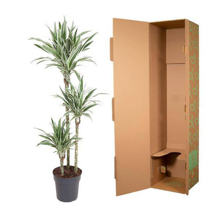 Drachenbaum – Dracaena White Stripe 150cm – Ø24cm – Zimmerpflanze mit grünen Blättern & weißen Streifen – Elegante pflegeleichte Dekopflanze für Wohnzimmer, Büro & Wintergarten