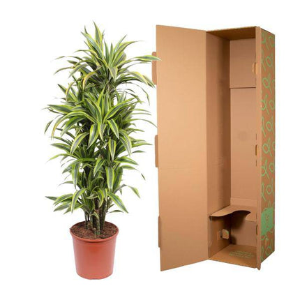Drachenbaum Dracaena Lemon Lime – 150cm hoch – Ø30cm – Auffällige Zimmerpflanze mit gelbgrünem Blattwerk – Pflegeleicht & robust – Für Wohnzimmer, Büro & Innenräume