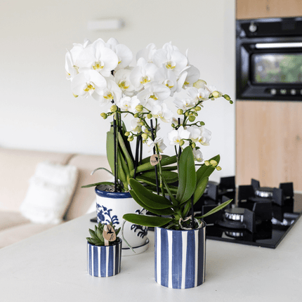 Ziertopf Painted Stripe – Blau – Ø9cm – Moderner Keramiktopf mit Streifenmuster – Stilvolles Wohnaccessoire für Zimmerpflanzen, Sukkulenten & Kakteen