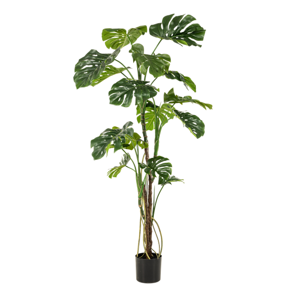 Kunstpflanze Monstera – Fensterblatt – ca. 180cm hoch – Realistische künstliche Zimmerpflanze mit großen Blättern – Dekopflanze für Wohnzimmer, Büro & Wintergarten