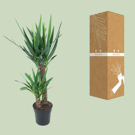 Riesen-Palmlilie Yucca Elephantipes – Ø21cm – ↕100cm – Pflegeleichte Zimmerpflanze mit schwertförmigen Blättern – Robuste Grünpflanze für Wohnzimmer, Büro & Wintergarten