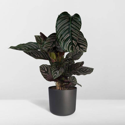 Calathea Ornata Korbmarante – Zimmerpflanze – Ø19cm ↕75cm – Dunkelgrüne Blätter mit rosa Streifen – Tropische Pflanze für Wohnräume