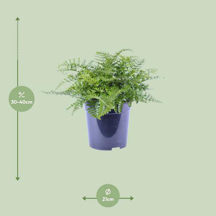 Nestfarn Asplenium Parvati – Ø21cm – ↕40cm – Pflegeleichter Zimmerfarn mit tropischem Flair – Grünpflanze für Wohnzimmer, Büro & Schlafzimmer