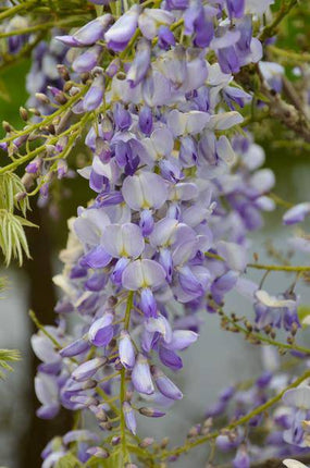 Chinesischer Duft-Blauregen – Wisteria sinensis 'Caroline' – 2 Pflanzen – Ø15cm – ca. 65cm hoch – Winterharte Kletterpflanze mit blau-lila Blütentrauben für Garten, Pergola & Zaun