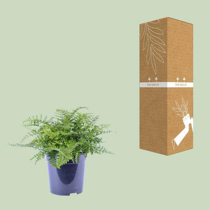 Nestfarn Asplenium Parvati – Ø21cm – ↕40cm – Pflegeleichter Zimmerfarn mit tropischem Flair – Grünpflanze für Wohnzimmer, Büro & Schlafzimmer