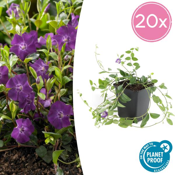 Kleines Immergrün Vinca minor 'Atropurpurea' – 20 Pflanzen – Ø9cm – ↕10-25cm – Bodendecker mit lila Blüten – Sonnig & schattig – Pflegeleicht