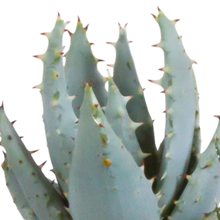 Sukkulenten Mix Gasteria & Haworthia – 5 Pflanzen – Ø5,5cm Zimmerpflanzen im Terrakotta-Topf – Pflegeleichte Mini-Sukkulenten – Dekopflanzen für Fensterbank, Büro & Wohnzimmer