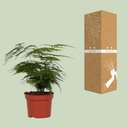 Feder – Spargel Zimmerpflanze Ø12cm ↕35cm – pflegeleichte Grünpflanze für Wohnzimmer, Büro & helle Standorte kaufen