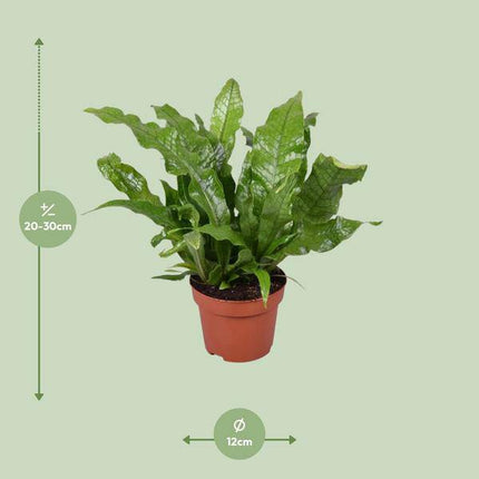 Krokodilfarn – Microsorum Crocodyllus – tropische Zimmerpflanze – Ø12cm – ca. 30cm hoch – dekorativer Farn für Innenräume