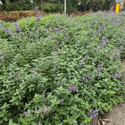 Katzenminze – Nepeta 'Walker's Low' – ↕10-25cm – Ø9cm – 12 Pflanzen – Lavendelblau – Bienenfreundlich – Pflegeleicht – Sonne