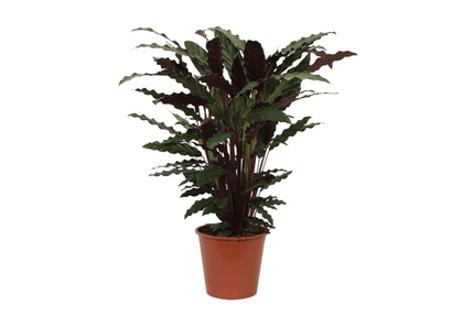 Calathea Wavestar – Korbmarante – Zimmerpflanze Ø19cm – Höhe ca. 80cm – Exotische Blattschmuckpflanze für Innenräume