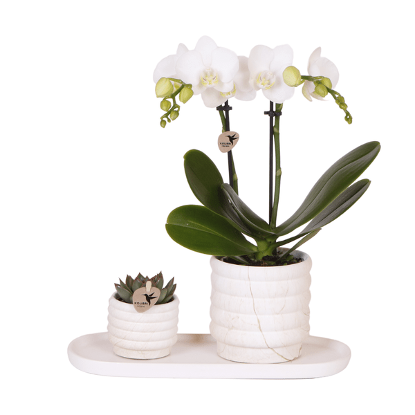 Phalaenopsis Orchidee Lausanne Weiß + Sukkulente – Pflanzenset – Zimmerpflanze inkl. Keramik Topfset im Marmor-Design & Tablett – Elegantes Geschenkset für Wohnzimmer, Büro & Dekoration