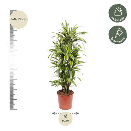 Drachenbaum Dracaena Lemon Lime – 150cm hoch – Ø30cm – Auffällige Zimmerpflanze mit gelbgrünem Blattwerk – Pflegeleicht & robust – Für Wohnzimmer, Büro & Innenräume