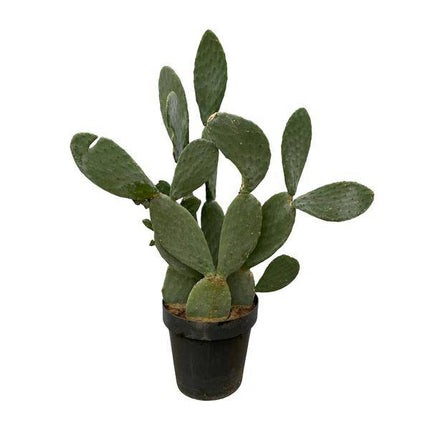 Opuntia Ficus Indica – Feigenkaktus – Große Zimmer – & Gartenpflanze – ↕140cm – Ø50cm – Pflegeleichter Kaktus mit gelben Blüten