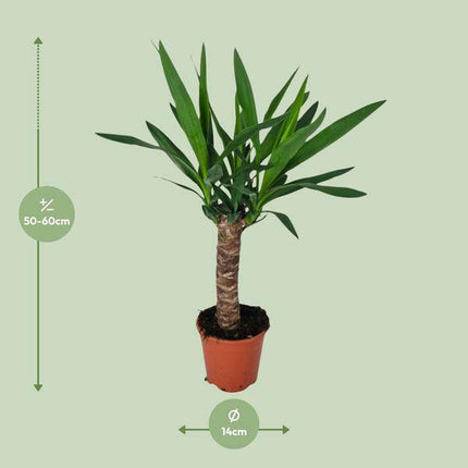 Palmlilie – Yucca – Zimmerpflanze – Ø14cm – ca. 60cm hoch – pflegeleichte Wüstenpflanze – dekorative Yucca Palme mit luftreinigenden Eigenschaften