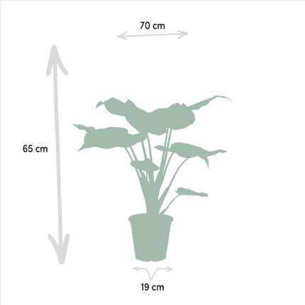 Pflanzenset – Alocasia Cucullata & Alocasia Wentii – ca. 60cm hoch – Ø19cm – Tropische luftreinigende Zimmerpflanzen – Elefantenohr für Wohnzimmer & Büro