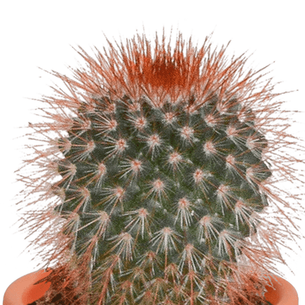 Kakteen und Sukkulenten Mix – 15 Pflanzen – Ø5,5cm Zimmerpflanzen – Verschiedene Arten wie Cereus, Echeveria, Haworthia & Crassula