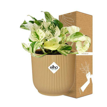 Efeutute – Epipremnum Pinnatum Happy Leaf – pflegeleichte Zimmerpflanze – luftreinigend – dekorativer Topf Vibes Fold 14cm Gelb