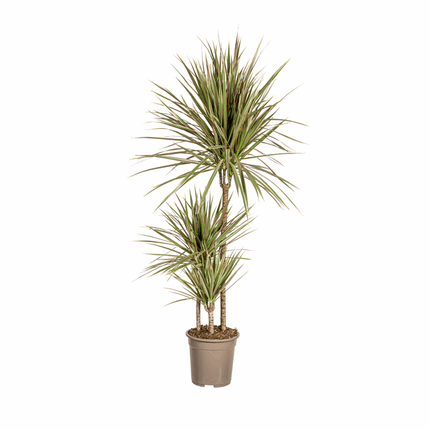 Dracaena Marginata Bicolor – Drachenbaum – Ø21cm – ↕110-130cm – Elegante Zimmerpflanze mit zweifarbigen Blättern – Pflegeleicht & luftreinigend