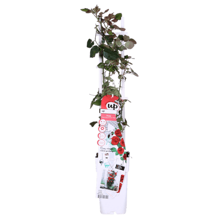 Rose – Crazy in Love 'Rot' – 3 Pflanzen – Ø15cm – Höhe ca. 65cm – Duftende & reich blühende Gartenrose – Romantische Rosenpflanzen für Beet, Terrasse & Balkon