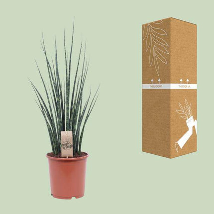Bogenhanf – Sansevieria Fernwood Mikado – Zimmerpflanze – Ø19cm – ↕80cm – Schwiegermutterzunge – pflegeleicht & luftreinigend – elegante Schlangenpflanze für Zuhause & Büro