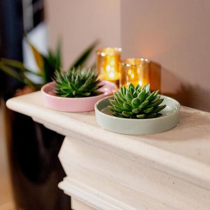 Sukkulente – Echeveria lilacina ROOTLESS – Ø20cm Schale „Rosa“ – Zimmerpflanze ohne Wurzeln – Pflegeleichte Schnitt-Sukkulente als Tischdeko & Geschenkidee