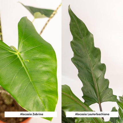 Pflanzenset – Alocasia Zebrina Ø19cm ↕75cm + Alocasia Lauterbachiana Ø19cm ↕75cm – Exotische Pfeilblatt Zimmerpflanzen – Tropisches Set für Wohnzimmer, Büro & Wintergarten