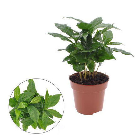Kaffeepflanze – Coffea Arabica – Ø12cm – ca. 30cm hoch – Zimmerpflanze mit glänzenden Blättern – Pflegeleicht & dekorativ – Ideal für helle Innenräume