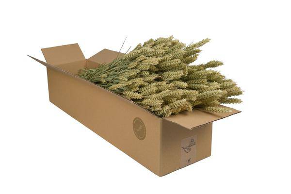 Getrocknete Blumen – Weizen (Triticum) – Natur – 4 Sträuße – ↕60cm – Dekorative Trockenblumen Bündel – Langlebig & pflegeleicht – Rustikale Vase & DIY Deko