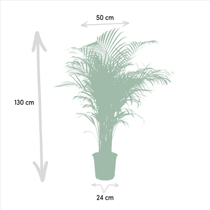 Areca-Palme – Betelpalme Dypsis lutescens – Ø24cm – 130cm Höhe – Luftreinigende Goldfruchtpalme – Tropische Zimmerpflanze für gesundes Raumklima