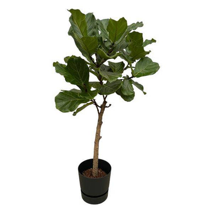 Ficus Lyrata – Geigenfeige – 160cm hoch – Zimmerpflanze im Topf Greenville Schwarz Ø30cm – Große XXL-Pflanze mit glänzenden Blättern – Elegante & pflegeleichte Grünpflanze für Wohnzimmer, Büro & Wintergarten