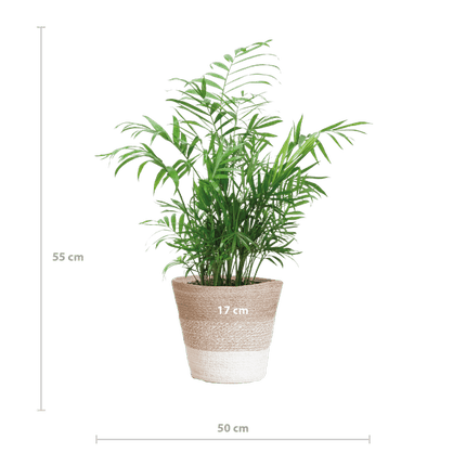 Chamadorea Elegans Mexikanische Bergpalme – Zimmerpflanze ca. 55cm – Ø17cm – Im nachhaltigen Korb Lissabon Weiß – Elegante, pflegeleichte Zimmerpalme