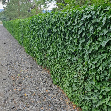 Hedera hibernica – Großblättriger Irischer Efeu – Ø9cm – ↕10-25cm – 12 Pflanzen – Vielseitiger Kletter – & Bodendecker