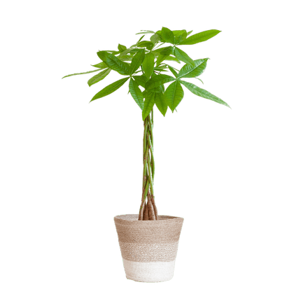 Pachira Aquatica 80cm – Glückskastanie Geldbaum Zimmerpflanze Ø21cm – dekorativer Minibaum mit geflochtenem Stamm im nachhaltigen Jutekorb Lissabon Weiß – luftreinigende pflegeleichte Grünpflanze
