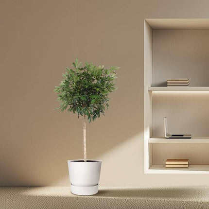Strahlenaralie – Schefflera Arboricola Compacta – Große Zimmerpflanze 190 cm – Immergrün & Pflegeleicht – Ø45 cm Topf – Ideal für Büro & Wohnzimmer