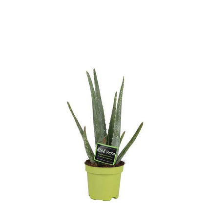 Echte Aloe Vera – Zimmerpflanze – Ø10,5cm – ca. 35cm hoch – pflegeleichte Heilpflanze mit dickfleischigen Blättern