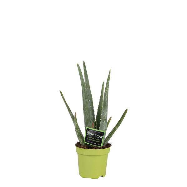 Echte Aloe Vera – Zimmerpflanze – Ø10,5cm – ca. 35cm hoch – pflegeleichte Heilpflanze mit dickfleischigen Blättern