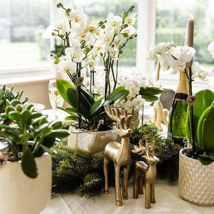 Diamant Perlen Dekotopf – Travertin – Ø9cm – Moderner Blumentopf in Steinoptik – Eleganter Dekotopf für Zimmerpflanzen, Kakteen & Sukkulenten – Stilvolles Wohnaccessoire