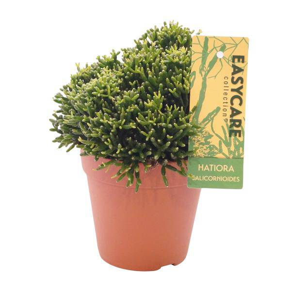 Binsenkaktus Hatiora Salicornioides – Ø12cm – ↕22cm – Pflegeleichter Flaschenkaktus mit außergewöhnlicher Form – Exotische Zimmerpflanze für sonnige Standorte & moderne Wohnräume