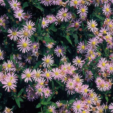 Wild – Aster ageratoides 'Asran' – 6 Stück – ↕10-25cm – Ø9cm – Herbstblüher für Garten & Balkon – Pflegeleichte Staude mit hellblauen Blüten