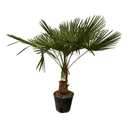 Trachycarpus fortuneii – Chinesische Hanfpalme – Winterharte Palme für Garten, Terrasse oder Zimmer – Höhe ca. 200cm – Ø40cm