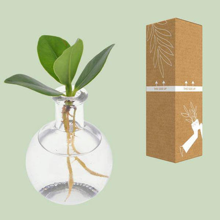 Clusia im Samoa Glas – Ø5cm – ↕10cm – dekorative Hydroponik-Zimmerpflanze mit Korkverschluss – pflegeleicht & modern