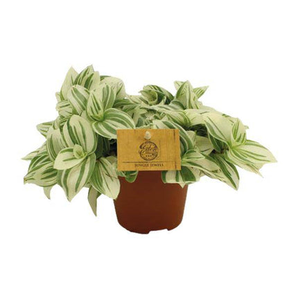Dreimasterblume – Tradescantia Brightness – Zimmerpflanze – Ø12cm – ↕20cm – Pflegeleichte & dekorative Grünpflanze mit V – förmigen Blättern