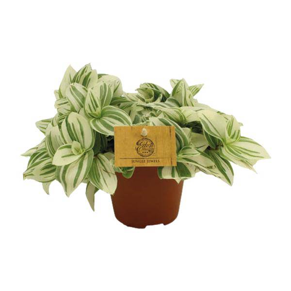 Dreimasterblume – Tradescantia Brightness – Zimmerpflanze – Ø12cm – ↕20cm – Pflegeleichte & dekorative Grünpflanze mit V – förmigen Blättern
